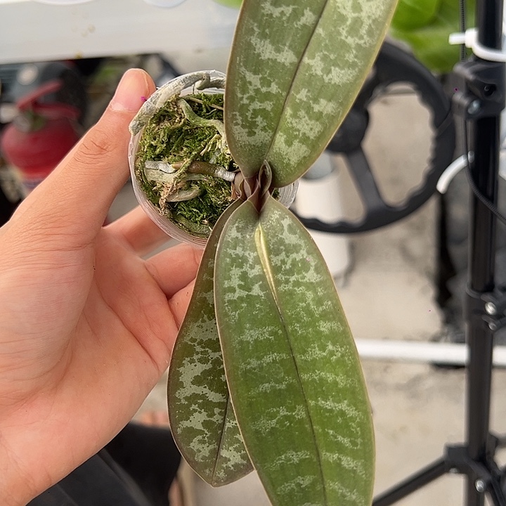 完全开放西交黄史