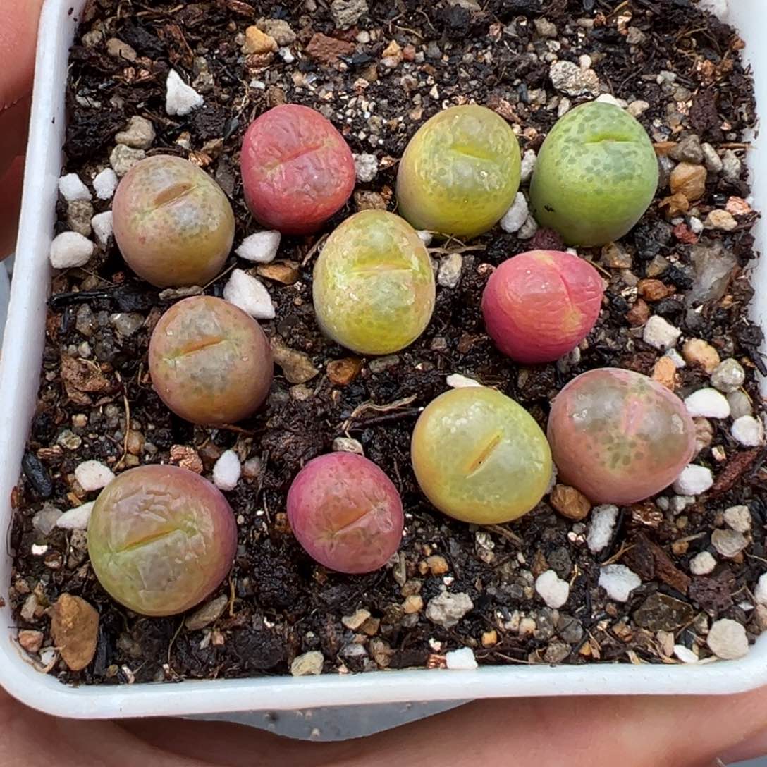 1.20好看的多肉839