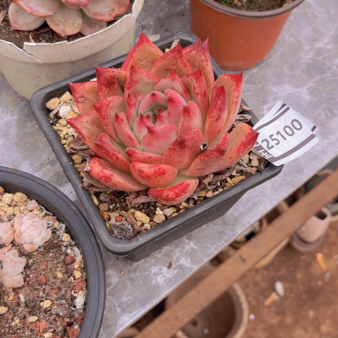 皮蛋多肉植物25100