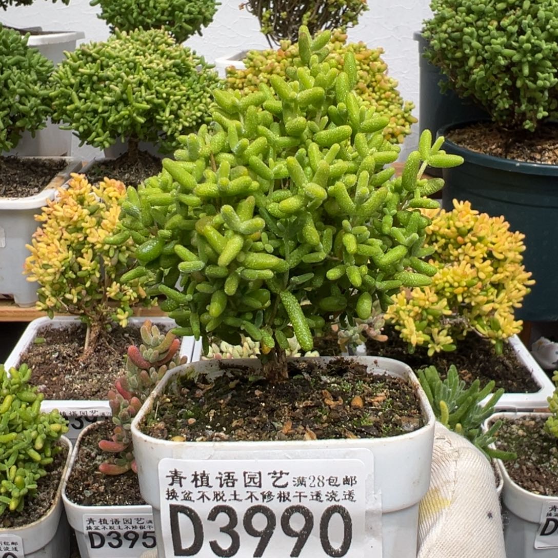 d3990圣诞金桔糖球