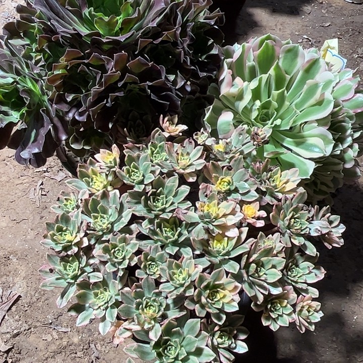 480多肉植物瑕疵特价，