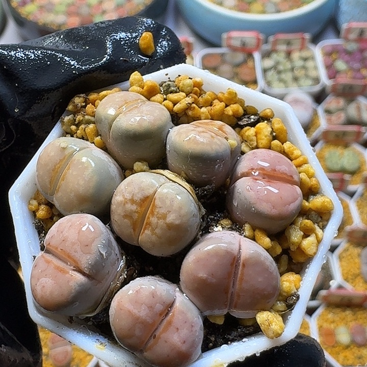 生石花33:：：。  32号