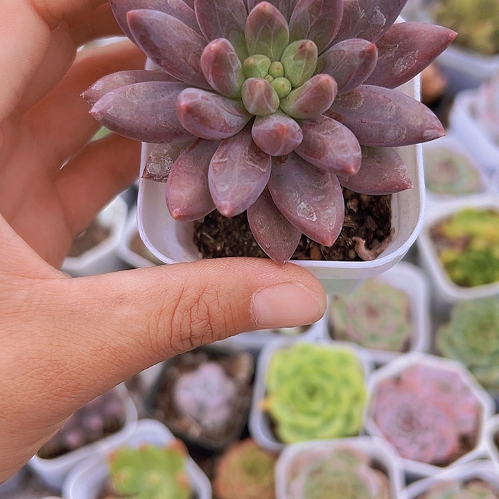 大红蜻蜓多肉19包邮