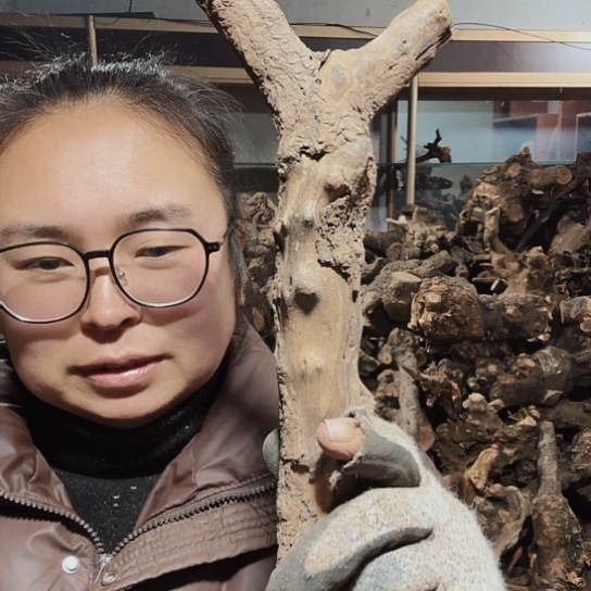 香榧木搞***火琉璃的毛料摆件