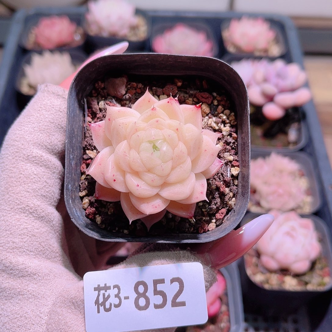 花利美3-852麦秆
