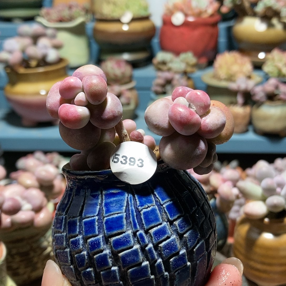 5393糖果腰子蛋带盆土