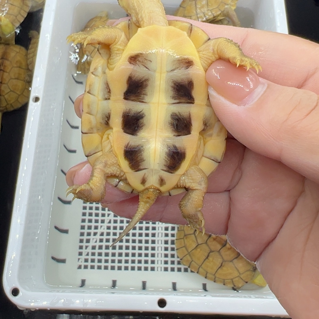 或***许宠物龟不分公母小青