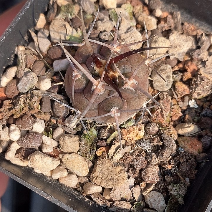 孤品实生优选螺旋纹黑粗刺守金摩天龙2.4cm