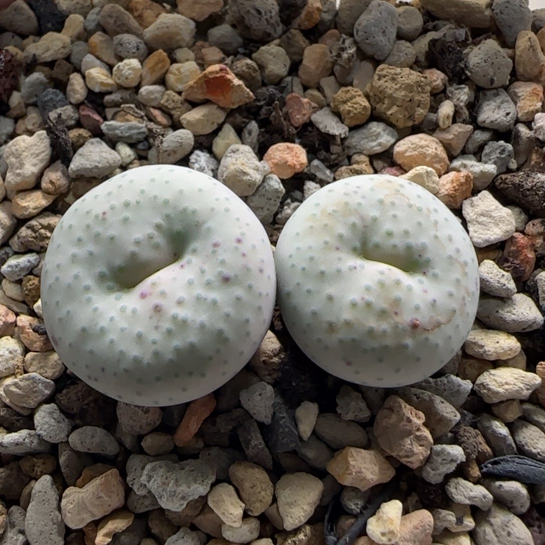 9-26-3-3当天满38包邮特选大型奶油嘴嘟嘟嘴单头1.7cm脱土