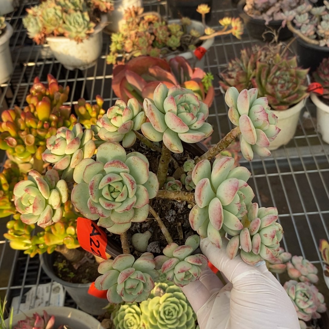 220香草多头一物一拍