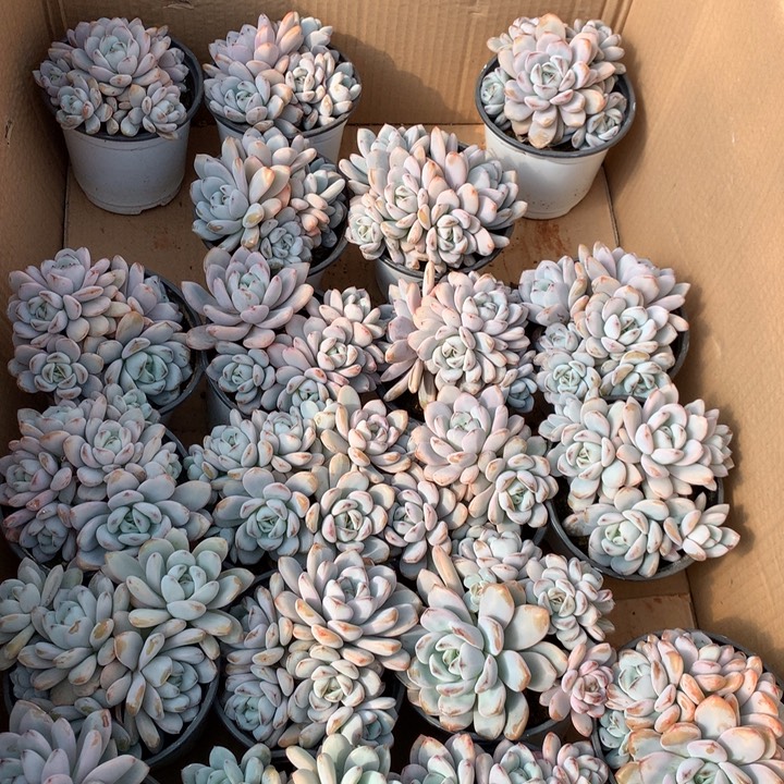 5头起星星雪多肉植物两单包邮