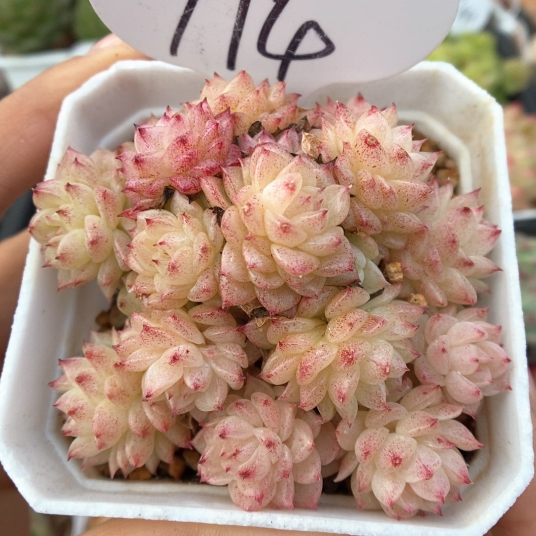 油透麦秆群生可拍994号