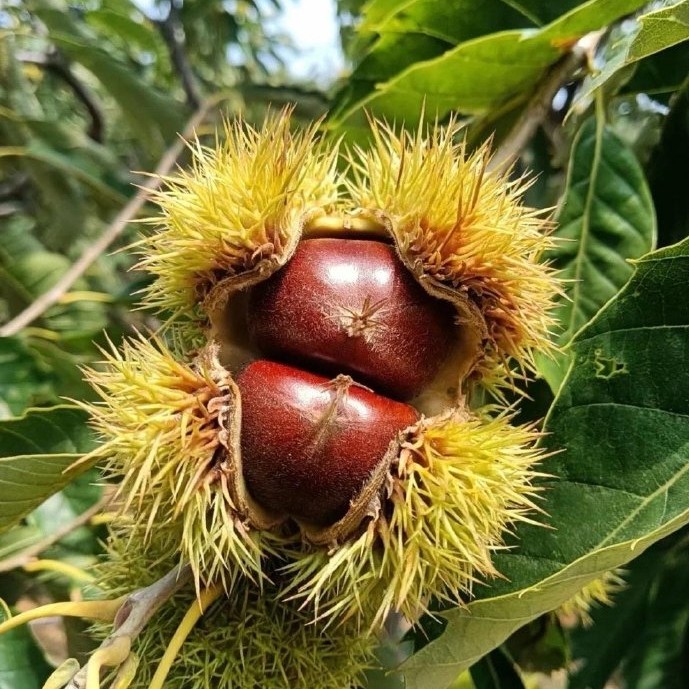 大巴山高山板栗香甜软糯农户捡回