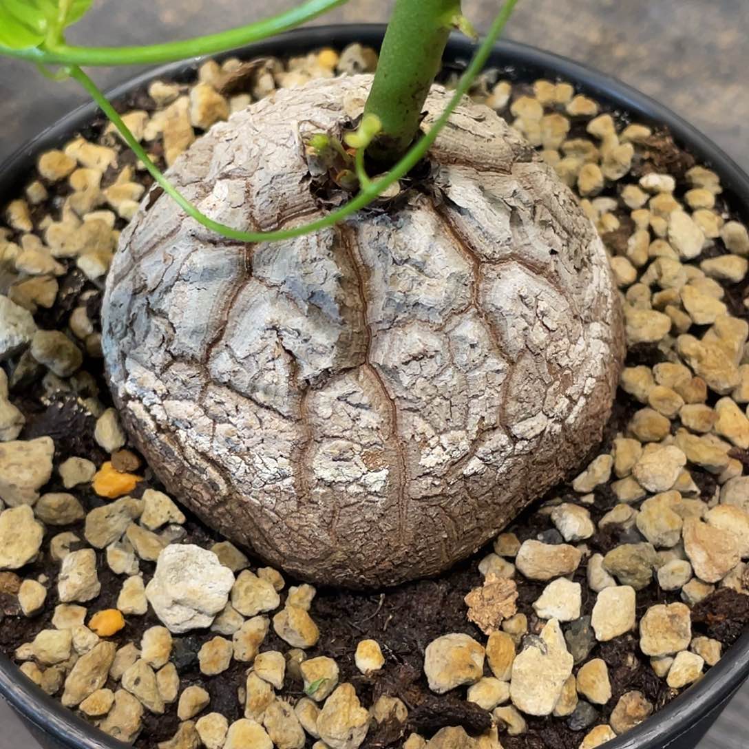 168龟甲龙不退不换