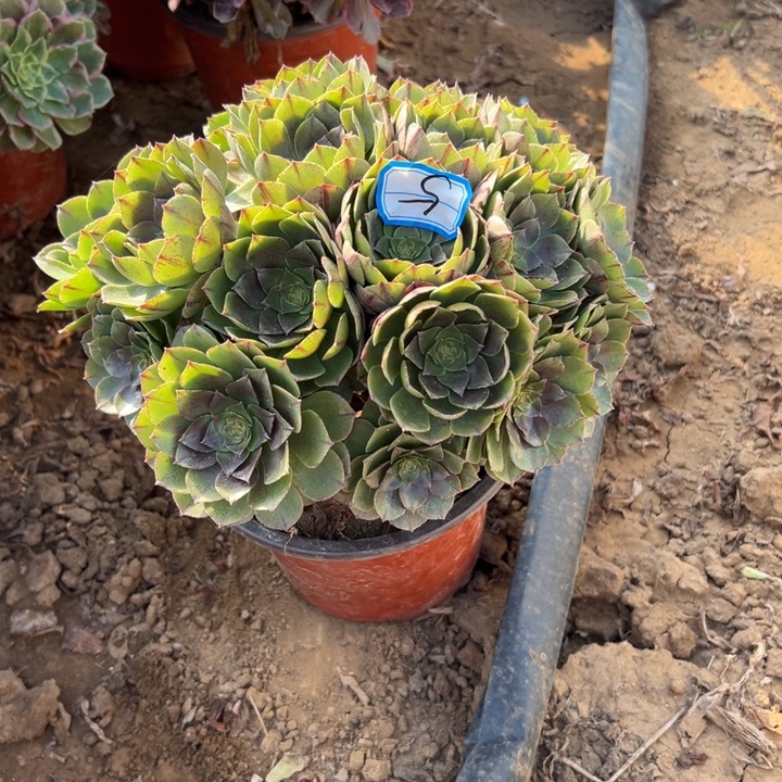 愿***安多肉植物万拉丝5法师