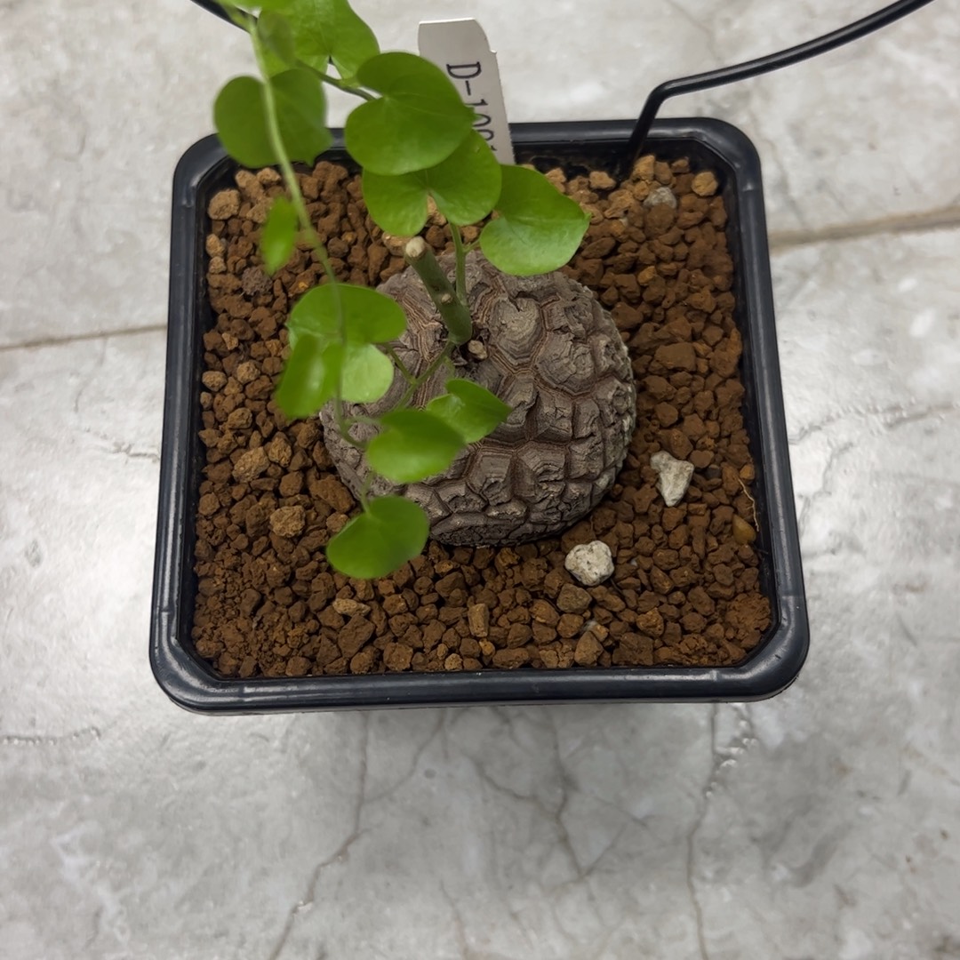 用***4精品盆栽养定的龟甲龙1091