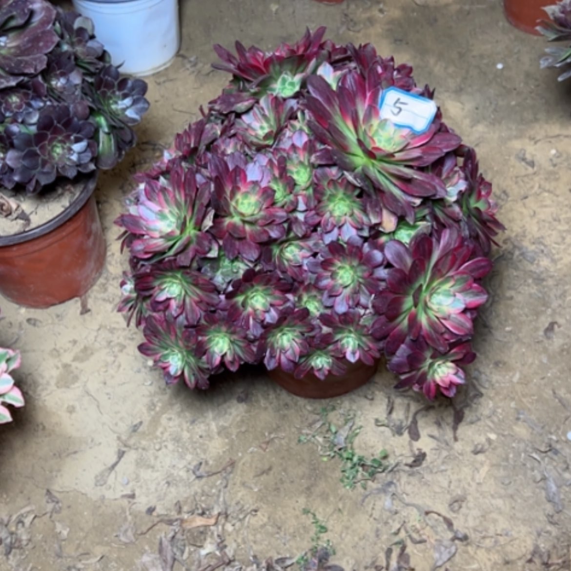 【闪购商品】多肉植物安娜5