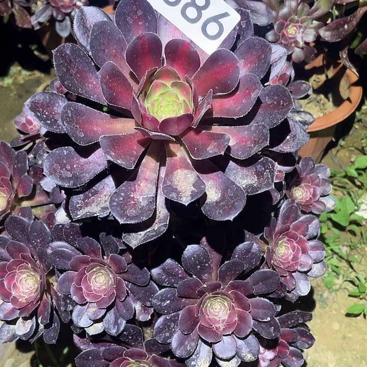 多肉植物法师386晚霞