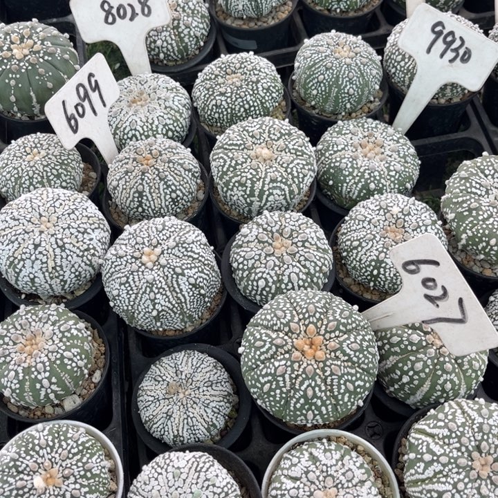 实生发四个兜福利款带盆发