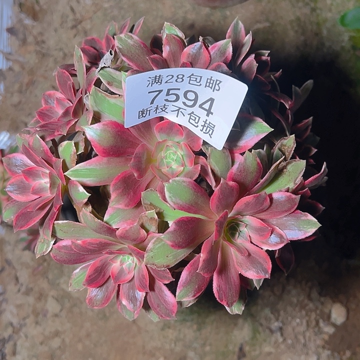 7594浣纱多肉植物