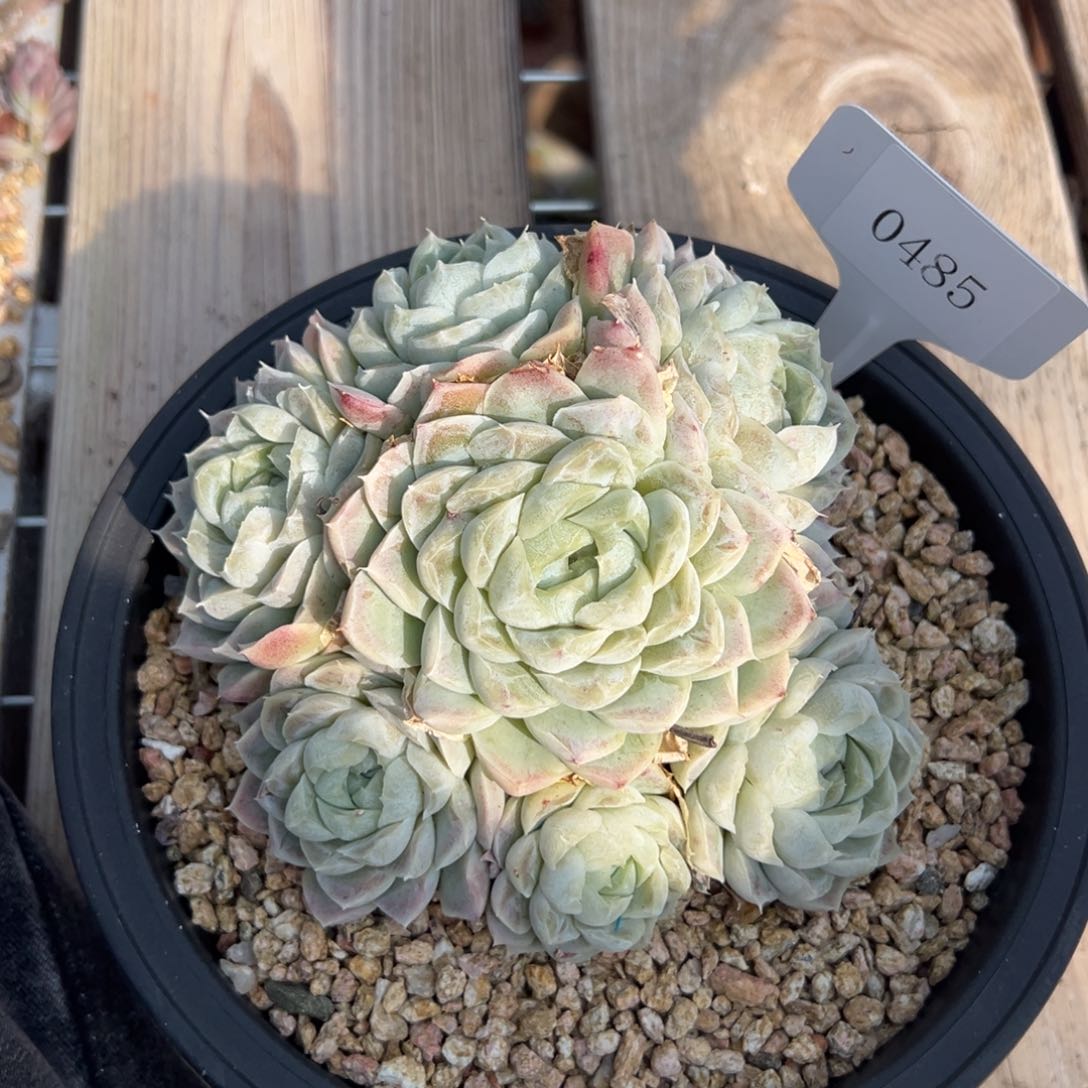 米*丫0485多肉多的多多