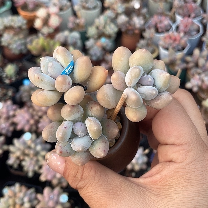 溜溜球 脱土发货 4口盆