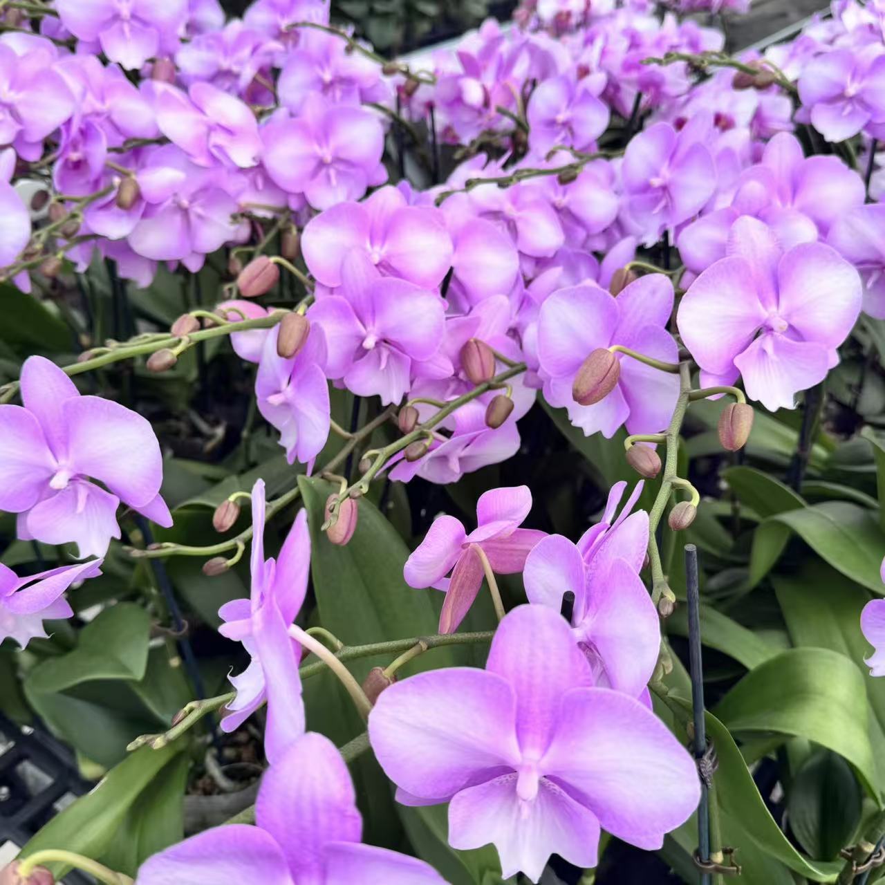 精选蝴蝶兰【骑士】浅紫色中型花渐变紫大舌头 基地直发