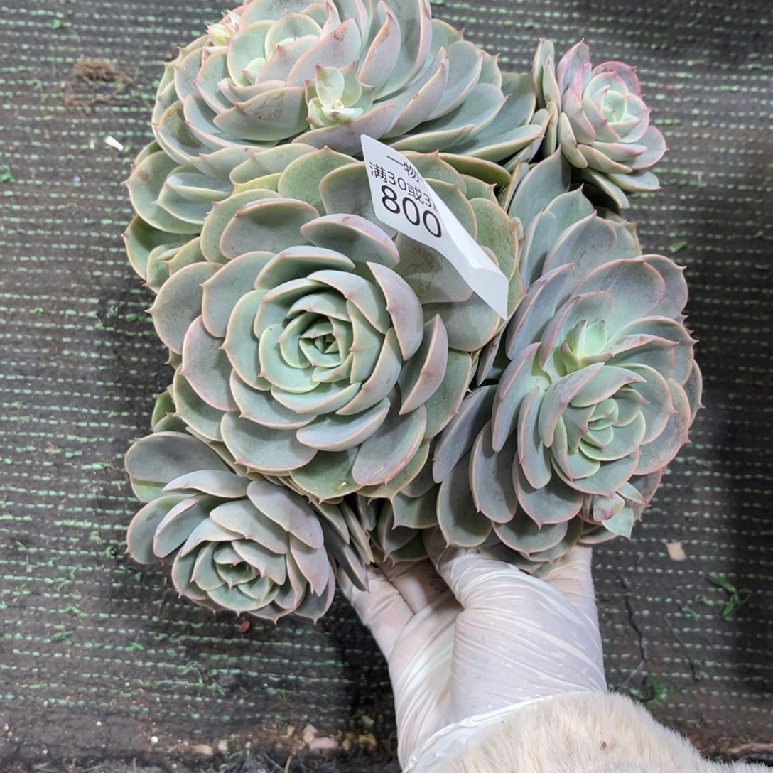 寅***宝800蓝色苍鹭多肉植物……