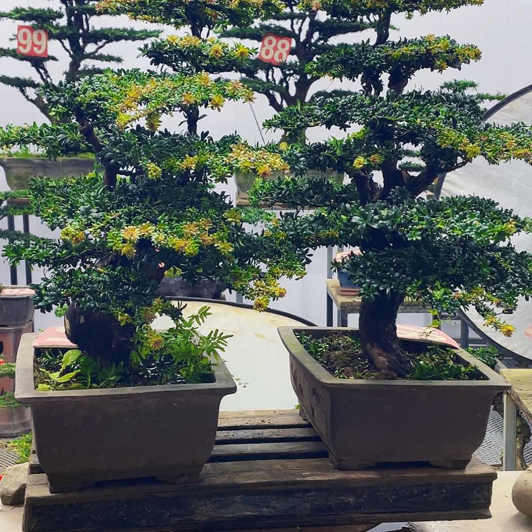 无花朵红芽珍珠老桩老盆