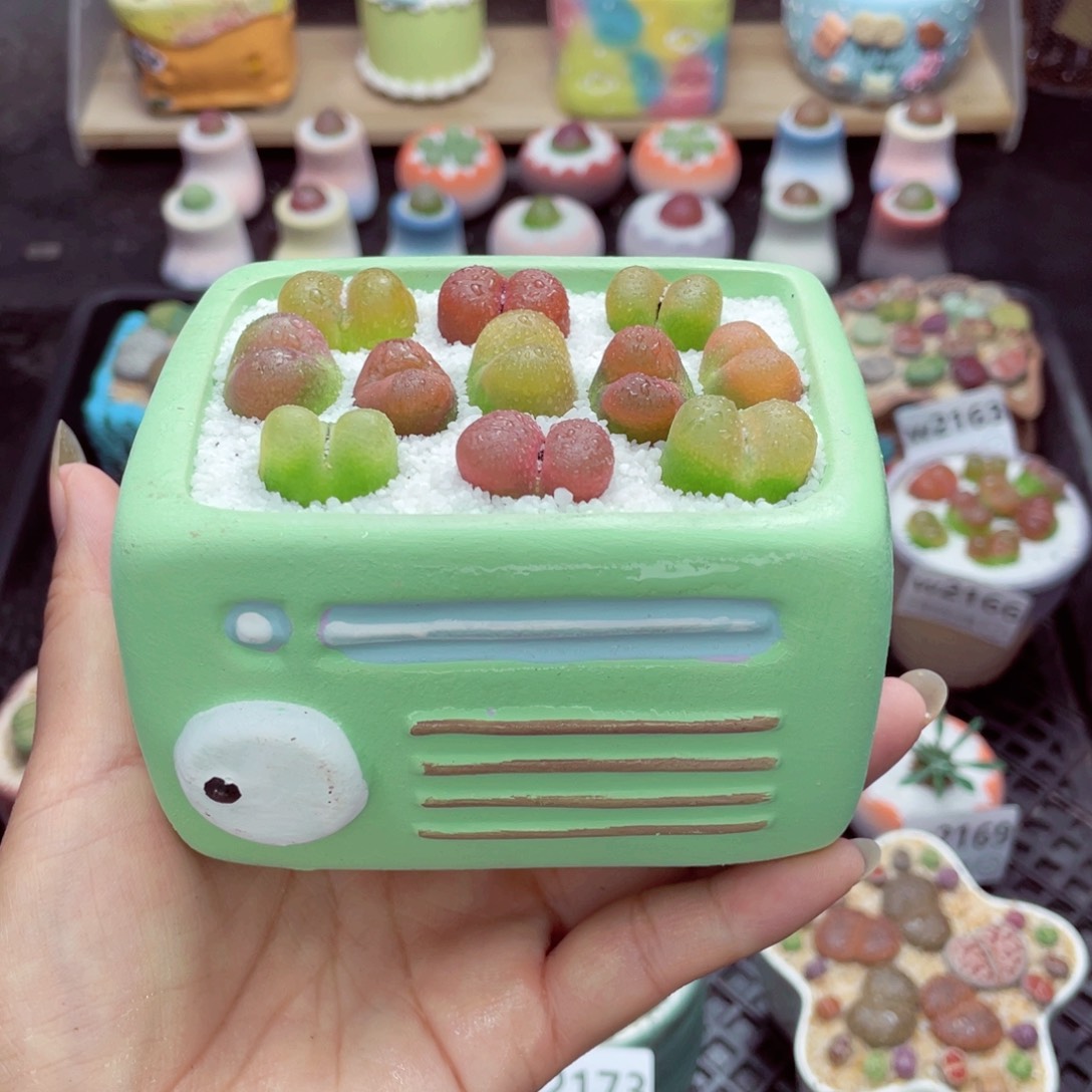 w2174 带盆土发货一物一拍