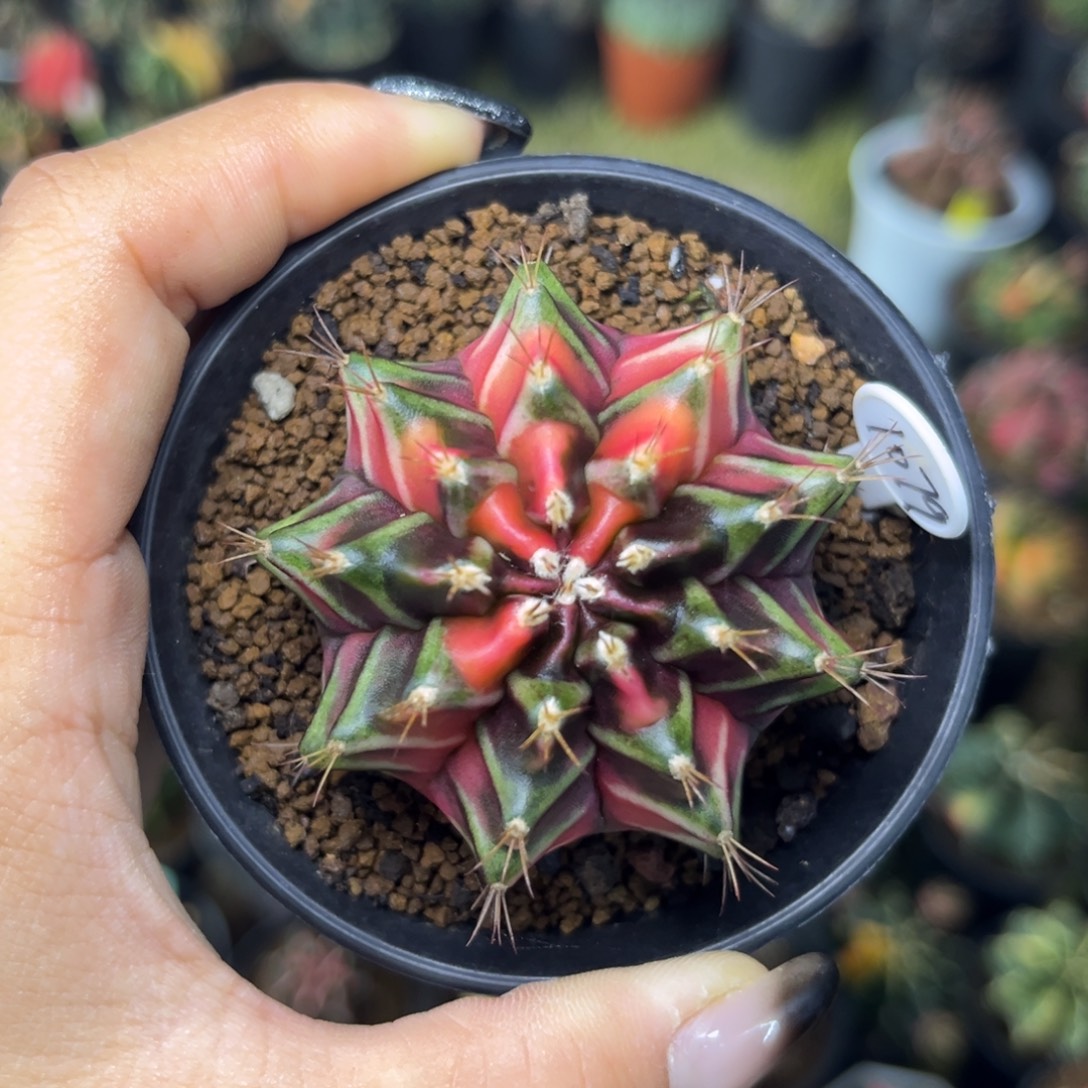 1079 侧牙米哈锦 带盆土