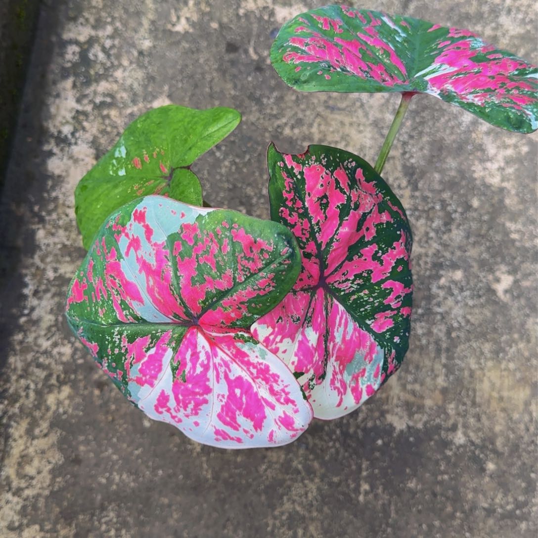 3-0825泰国发货六月新娘