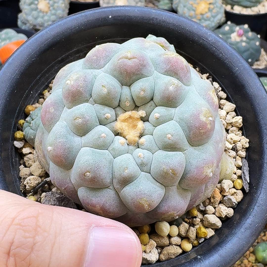 特小优白肌凸优金毛佛头6.7cm 06016