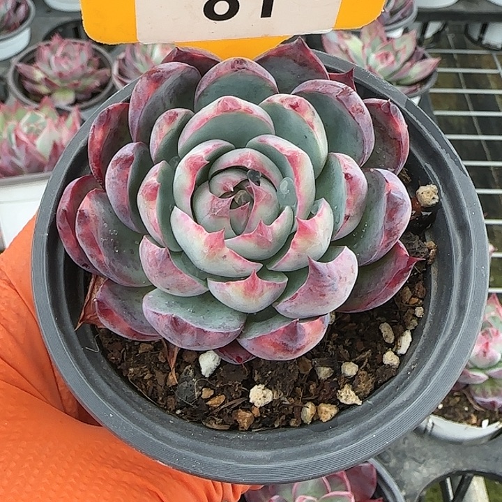 涵***妈81 惊鸿仙子多肉植物5-9cm