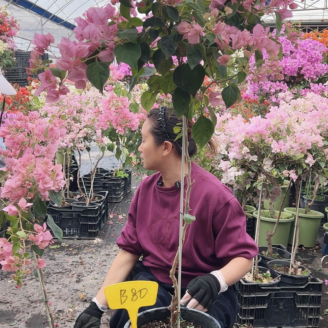 泡***泡大部分花苞少量开放B80暗斑丽人