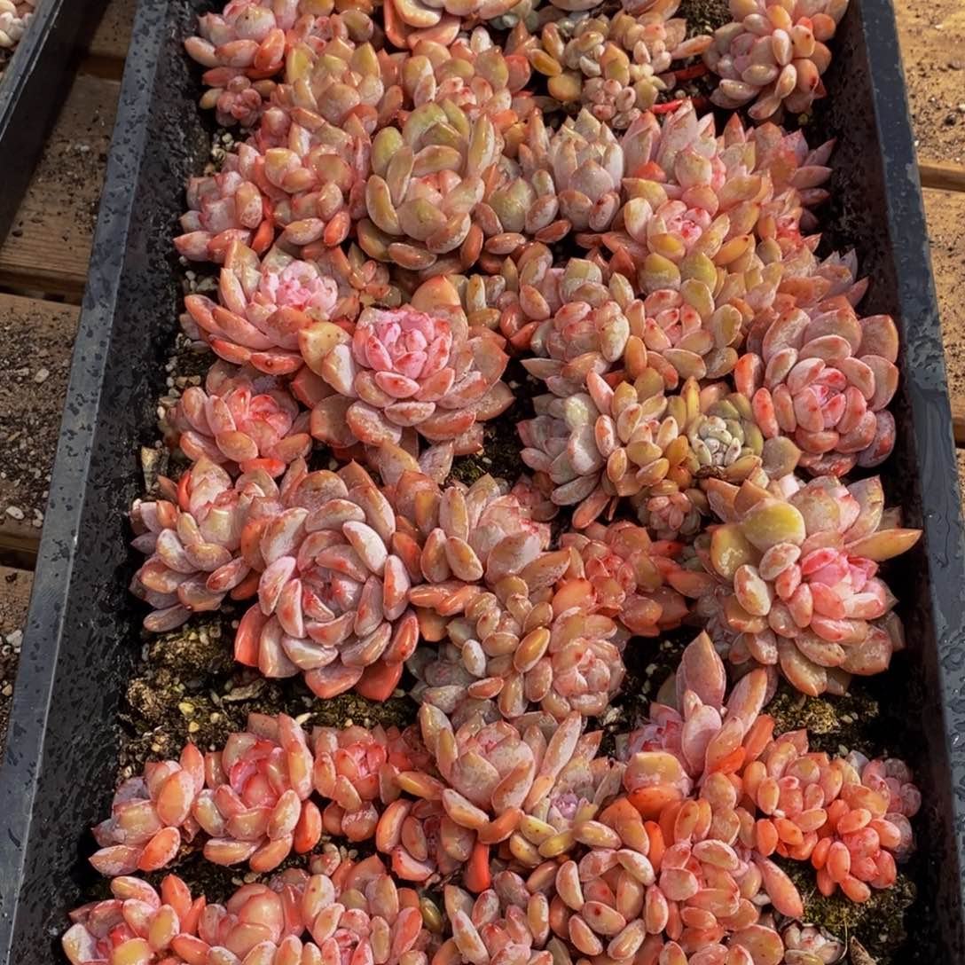 132多肉植物保护研究所所长 