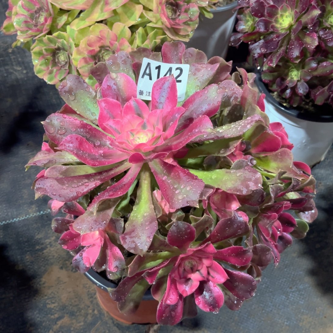 多肉植物香妃142多肉肉