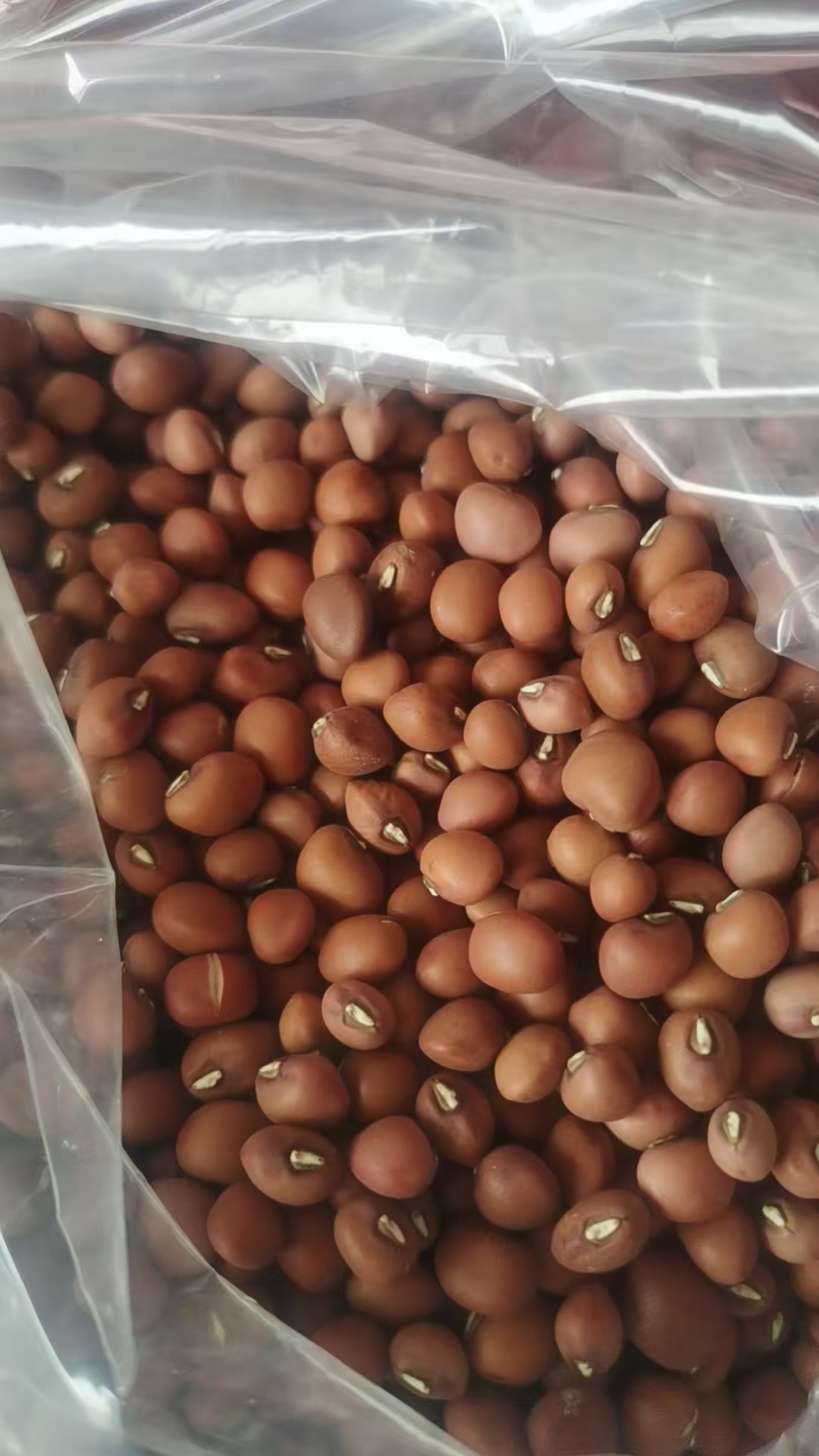 【大陈小陈助农精选】庄边镇农家自种红豆