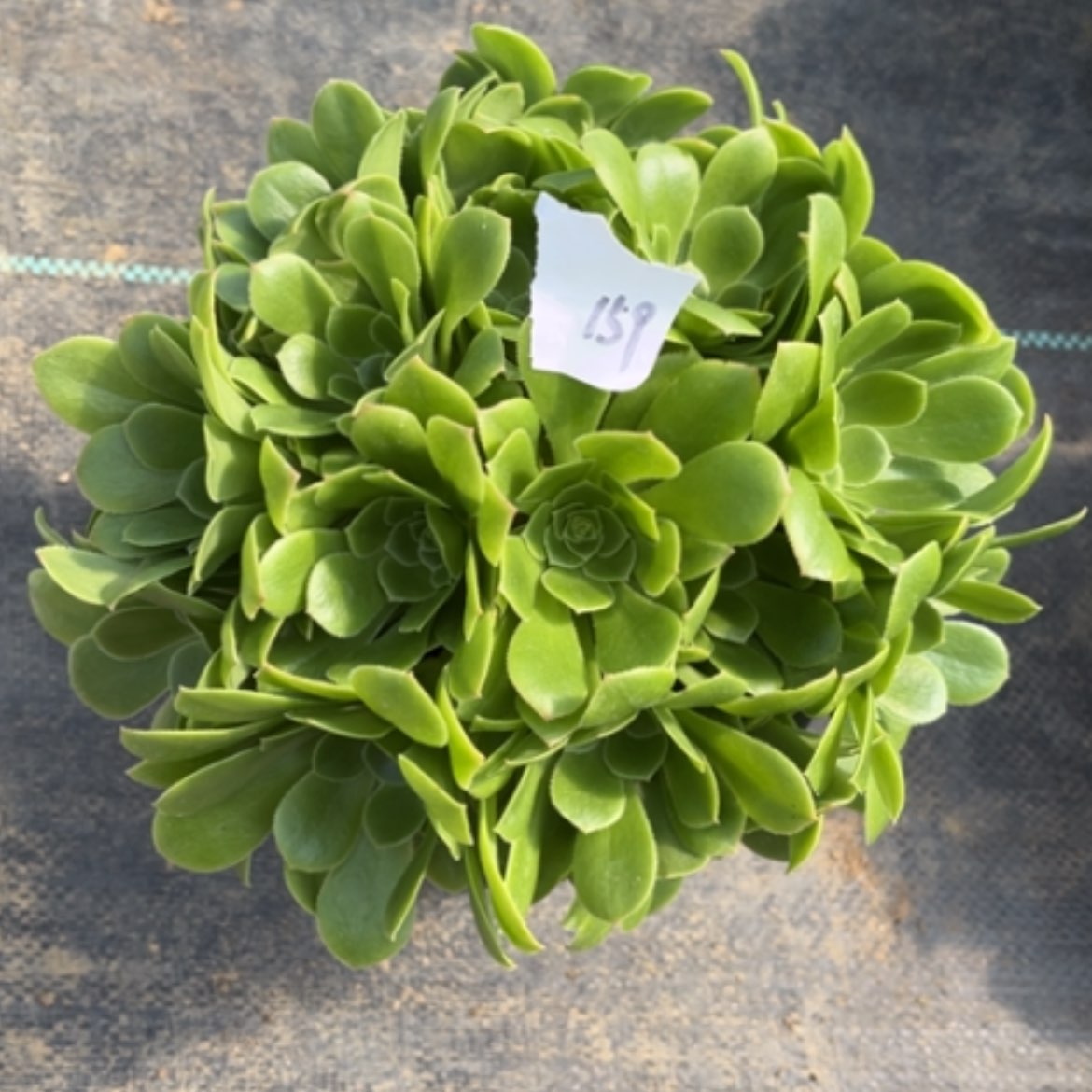 【闪购商品】159绿玫瑰多肉法师