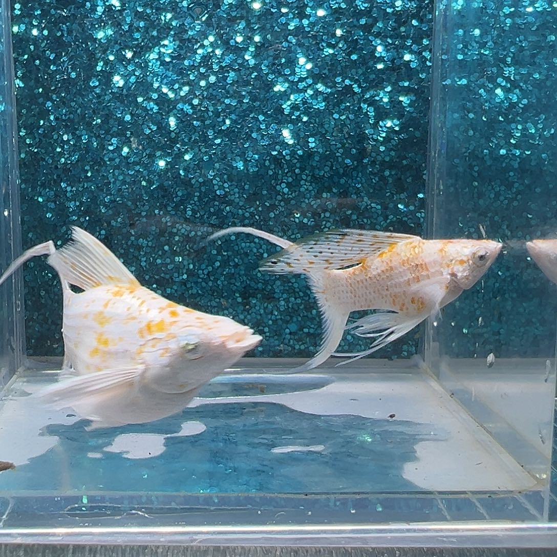 孔雀鱼樱花玛丽一对003