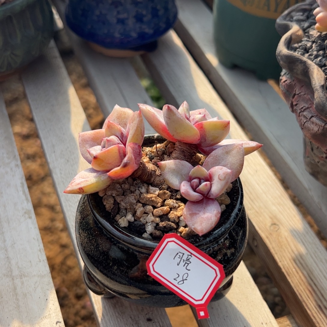 多肉植物多肉植物