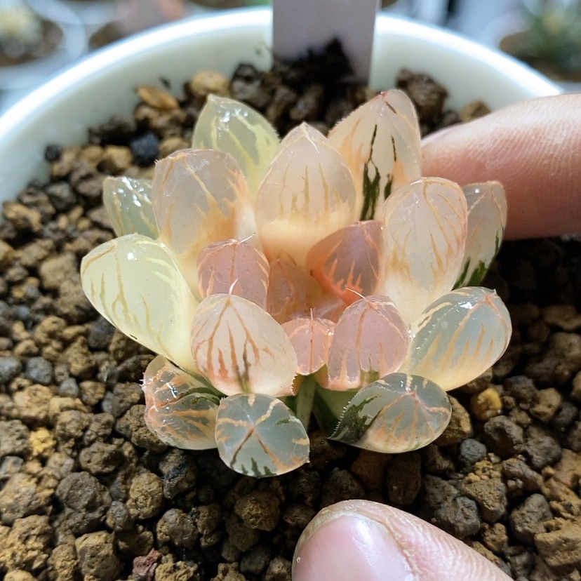 【闪购商品】24糊斑日出