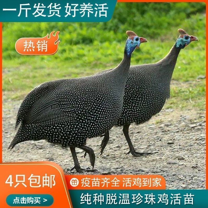 0.8斤发货青年纯种珍珠鸡宠物鸡斑点鸡产蛋鸡