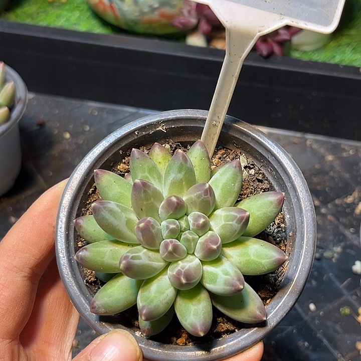 伊卡鲁斯一物一拍643