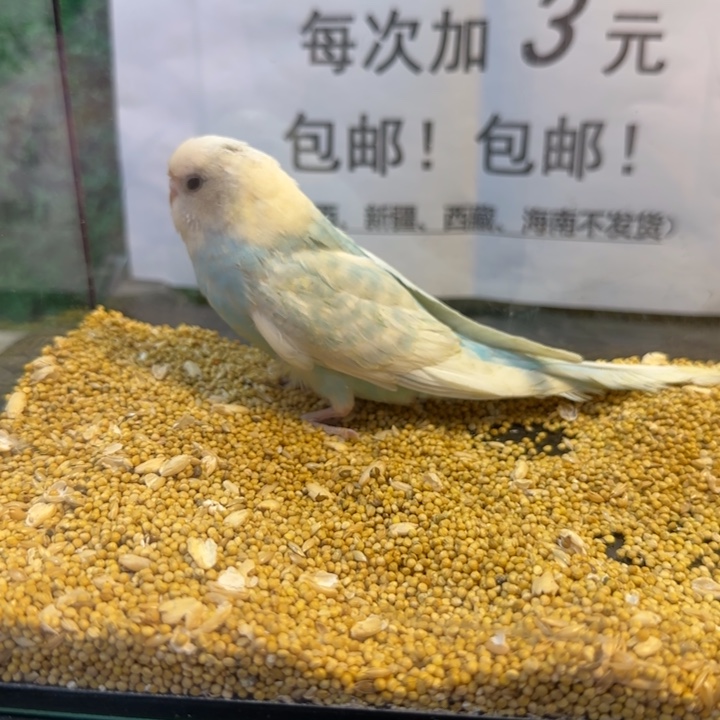 虎皮鹦鹉小头虎皮鹦鹉