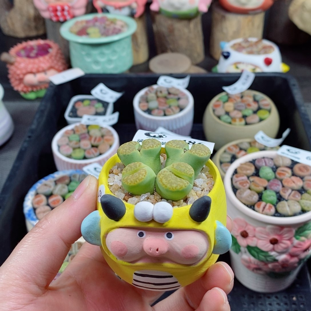 轩*生石花花花花花花486