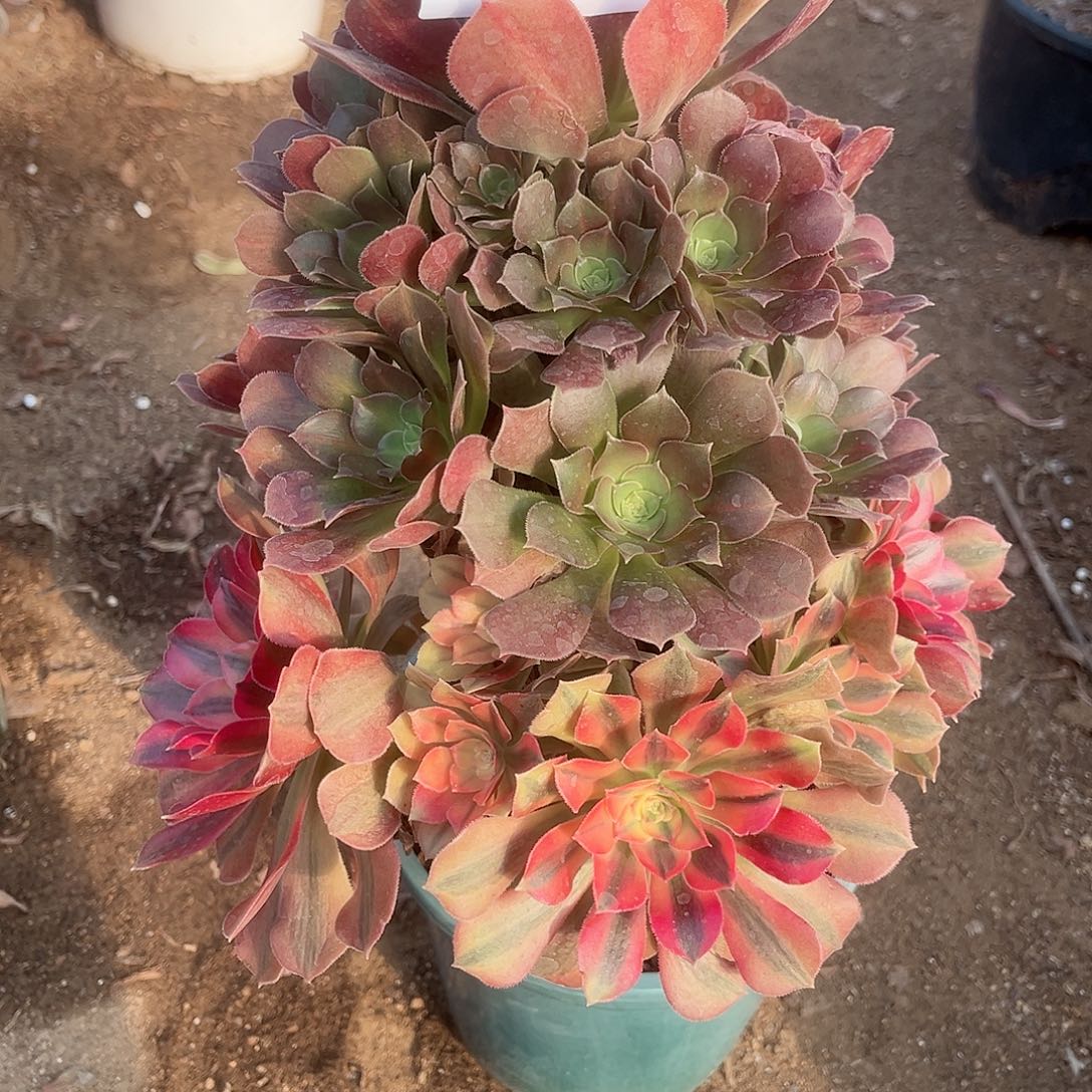 4435阴阳洛神多肉植物