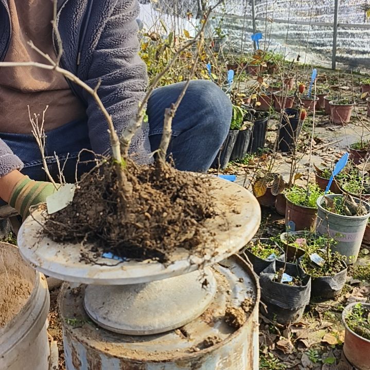 百***一完全开放老鸦柿嫁接3