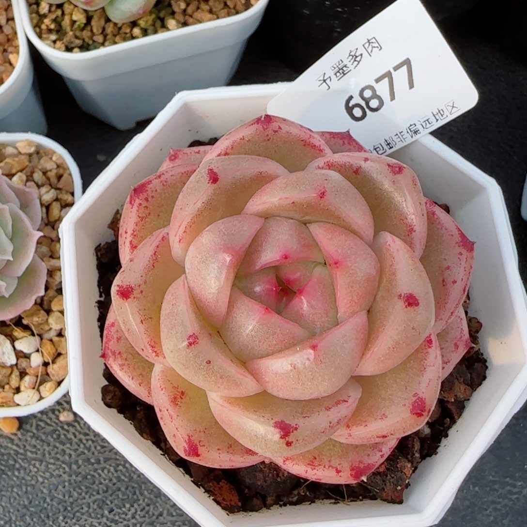 M100多肉植物，6877