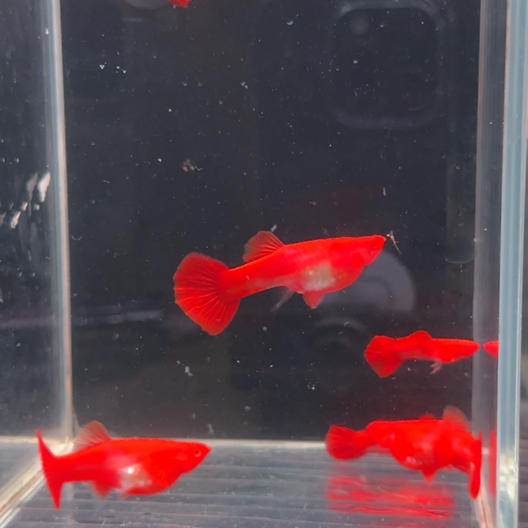 孔雀鱼包肚分水3对